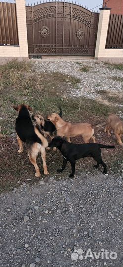 Щенки, собака в добрые руки