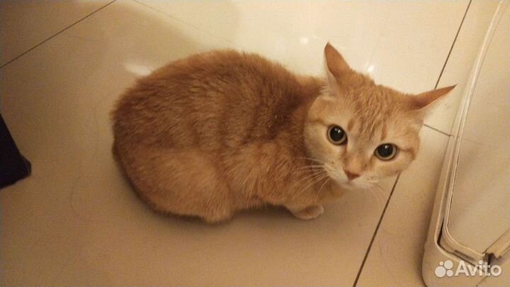 Кошек в дар