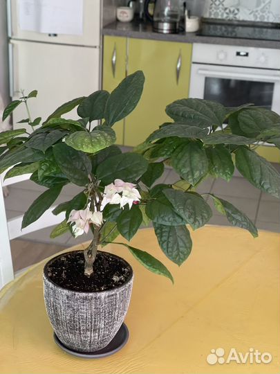 Клеродендрум томпсон большой