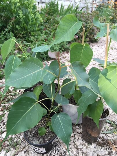 Фикус священный Эдем