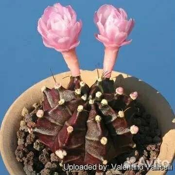 Кактус цветущий