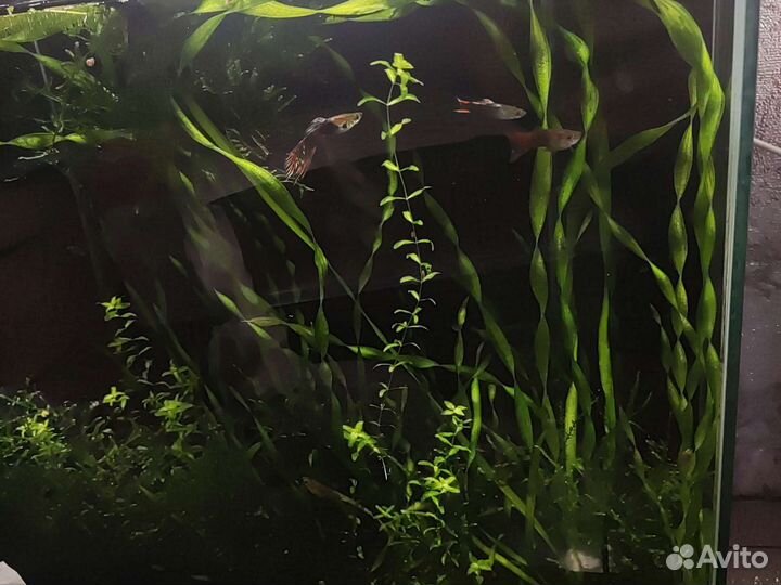 Аквариумные растения