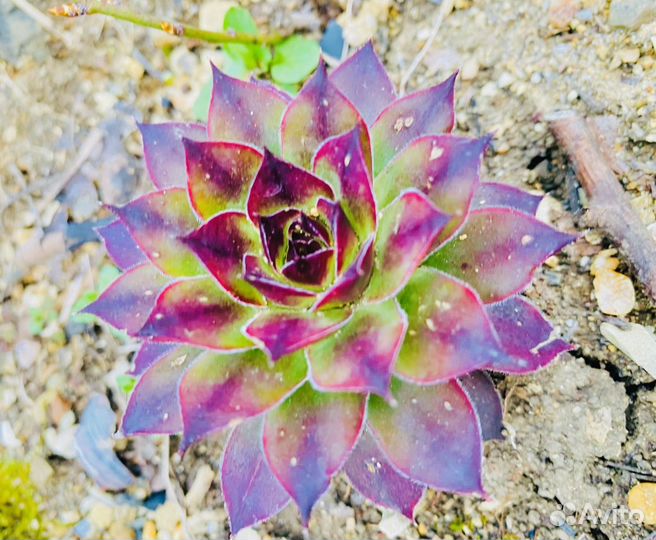 Суккуленты