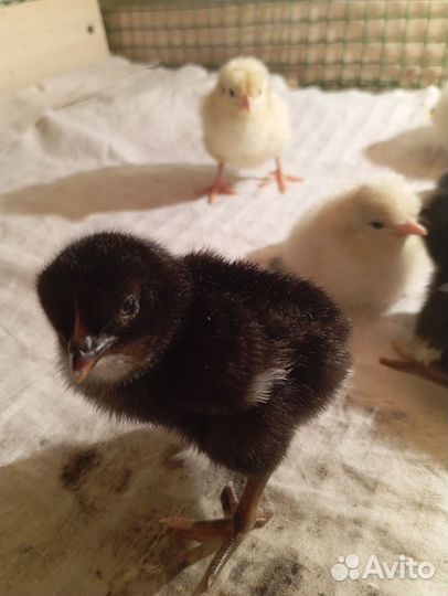 Цыплята суточные