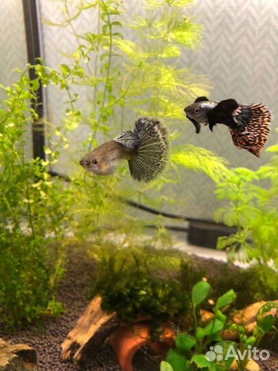 Гуппи Красный Дракон (чистая линия) и l сомы