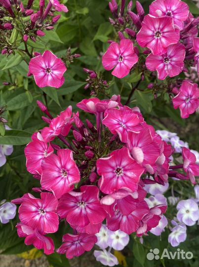 Флоксы различных сортов