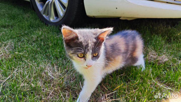 Котёнок кошечка