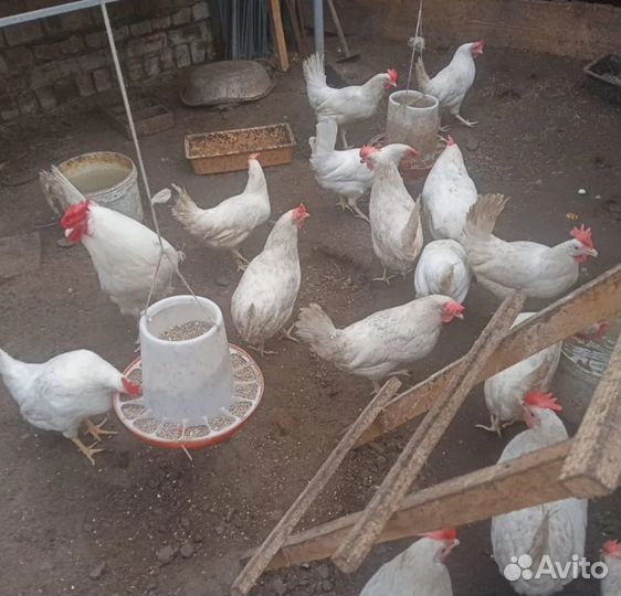 Куры несушки яичного направления