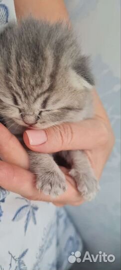 Шотландские котята