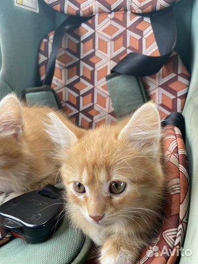 Кошки в добрые руки бесплатно