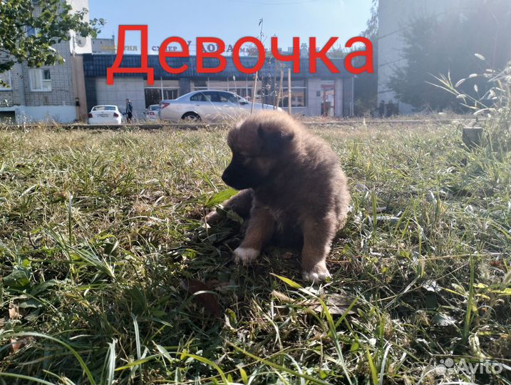 Отдам бесплатно животные