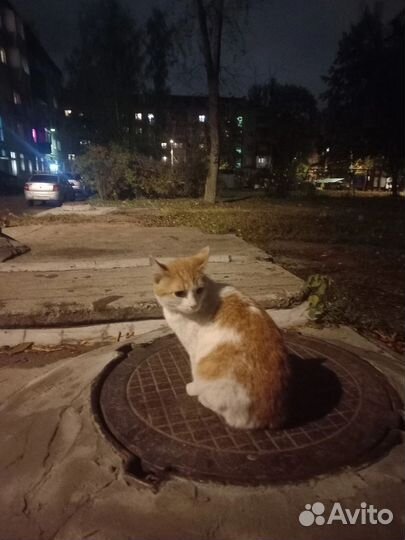 Кошка в дар бесплатно