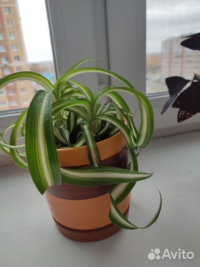 Хлорофитум кудрявый