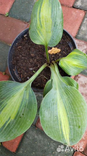 Хоста разная