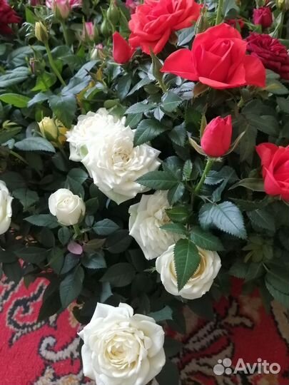 Кустовые розы в горшке