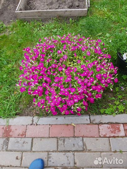 Вегетативная петуния