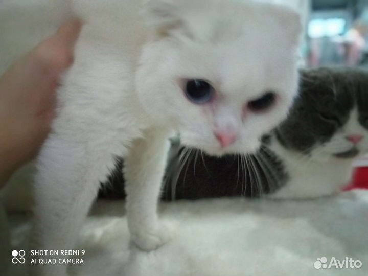 Разноглазый белый кот 1.5 г. развязан