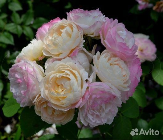 Роза Андре Брише/Andre Brichet/саженцы