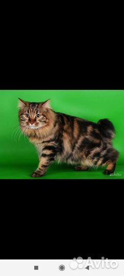 Курильский бобтейл