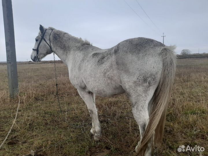 Продам кобылу