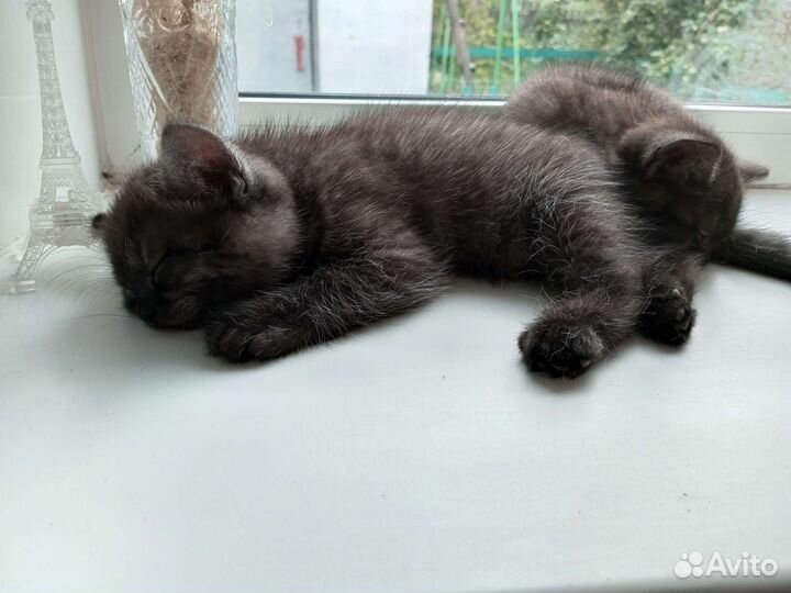 Отдаём котят в добрые руки)