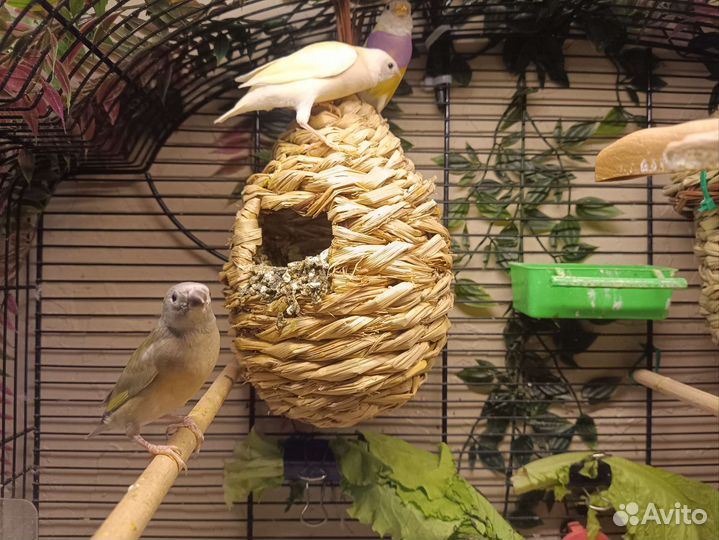 Амадины гульда желтые и природник