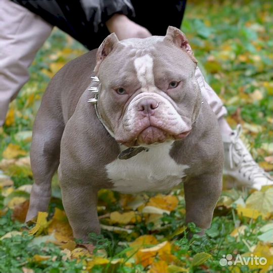Щенки американского булли