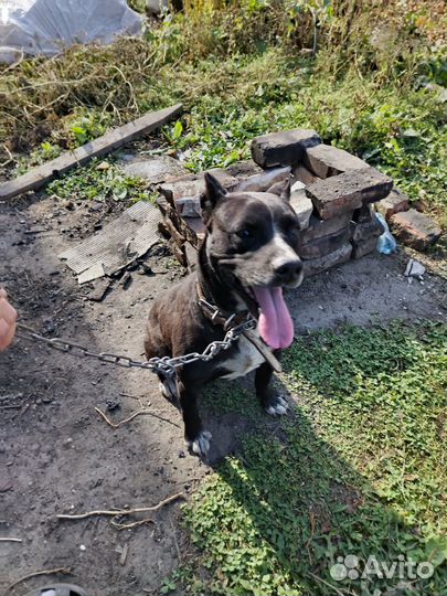 Нашлась собака