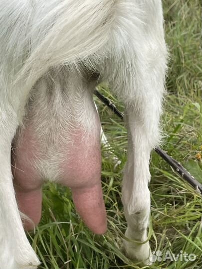 Коза дойная зааненская