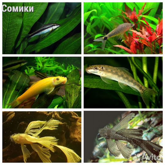 Сомики