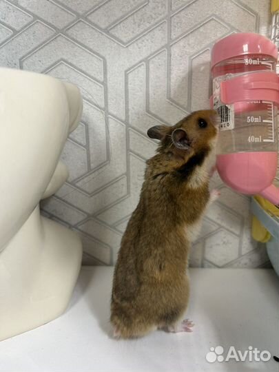 Серийские хомяки с клеткой