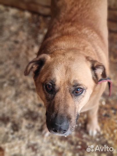 Булочка мечтает о теплом уголке.Спасите собаку