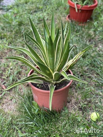 Агавы шикарные в горшке