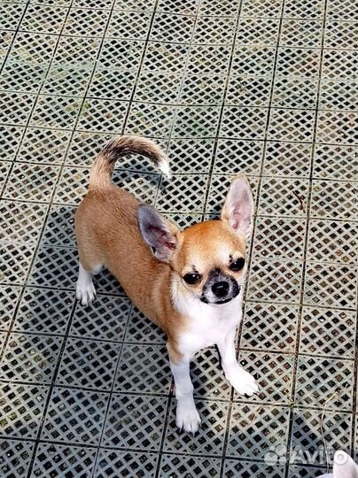 Чихуа минюшка мальчик 4,5 мес