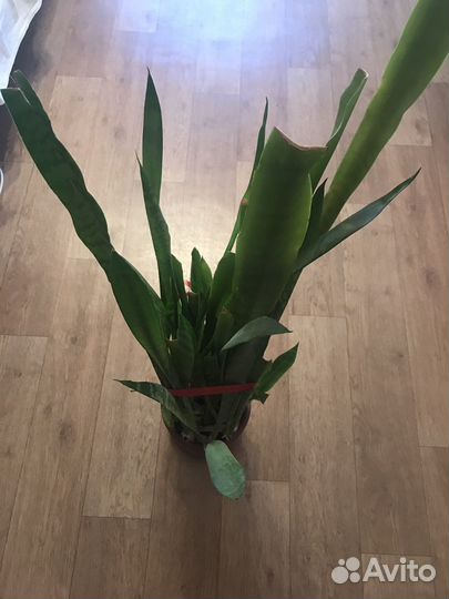 Сансевиерия