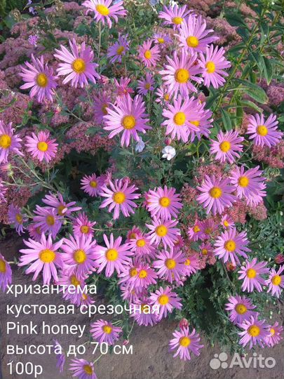 Цветы корнями