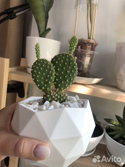 Эхеверия Хавортия Опунция суккуленты кактусы