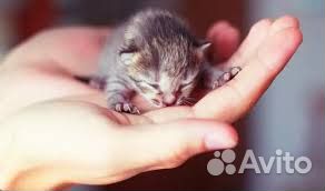 Кормящая кошка