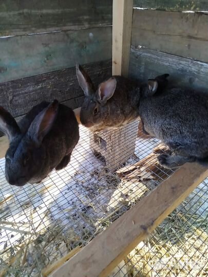 Кролики полтавское серебро