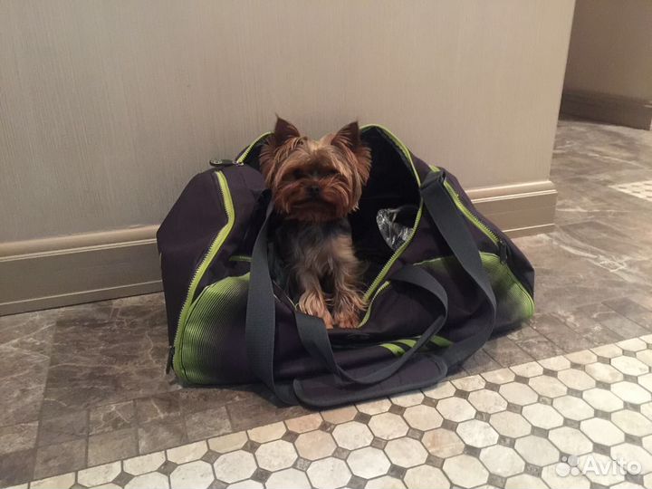 Йоркширский терьер вязка мальчик