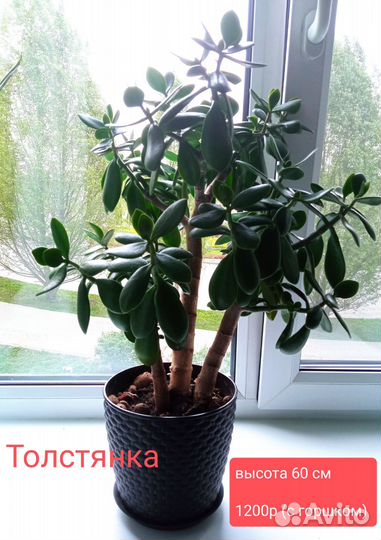 Денежное дерево