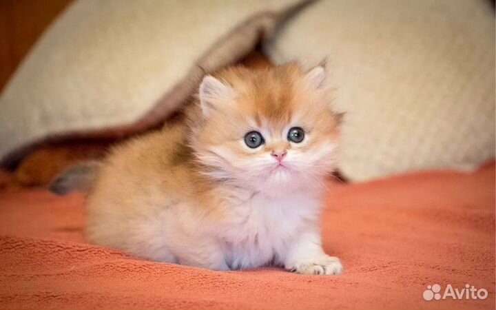 Британская девочка