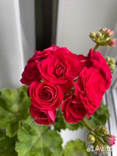 Пеларгония PAC Viva Rosita