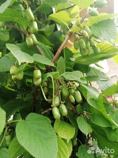 Актинидия коломикта