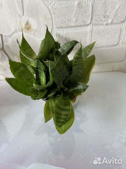 Сансевиерия