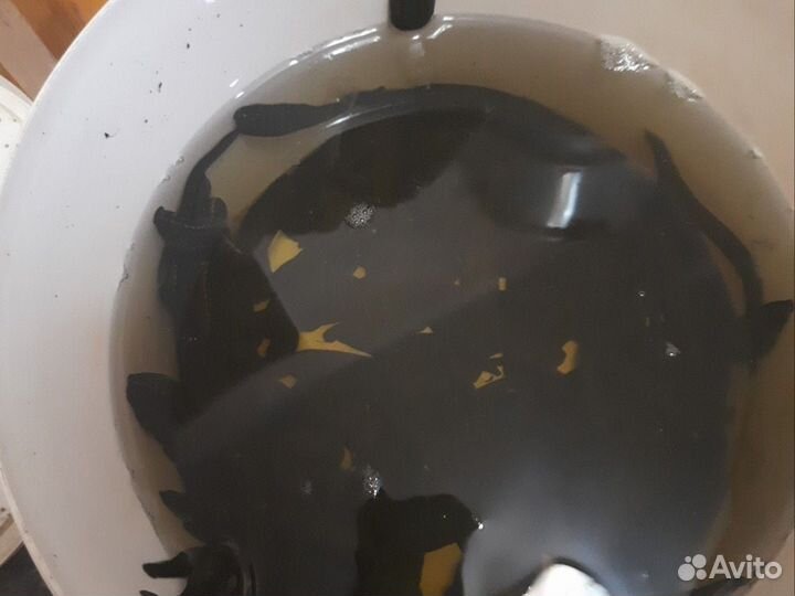 Пиявки медицинские