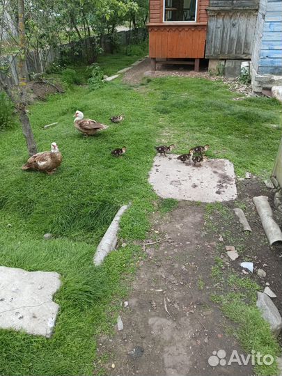 Индоутки на племя