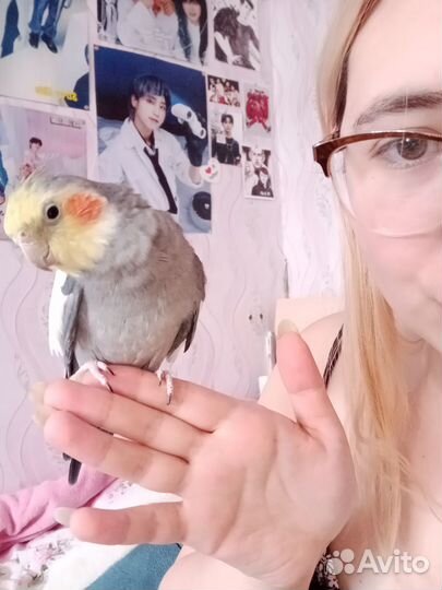 Попугай корелла ручной