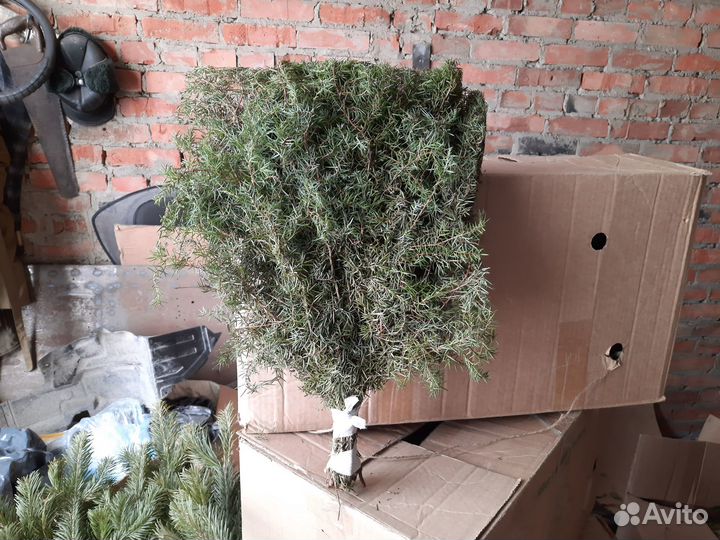 Продам веники для бани