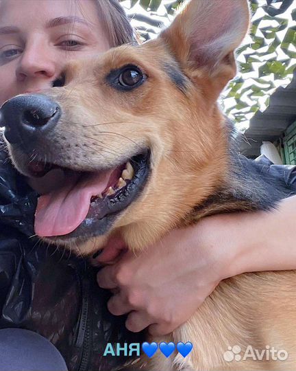 Игривый Брюс ищет дом